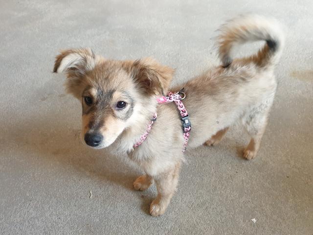 Picture for question