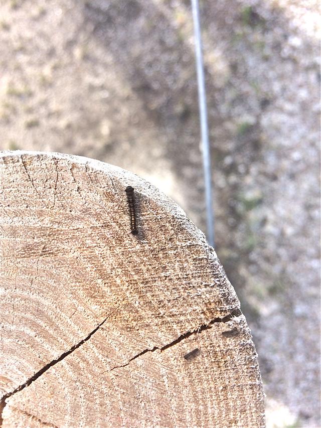 Picture for question