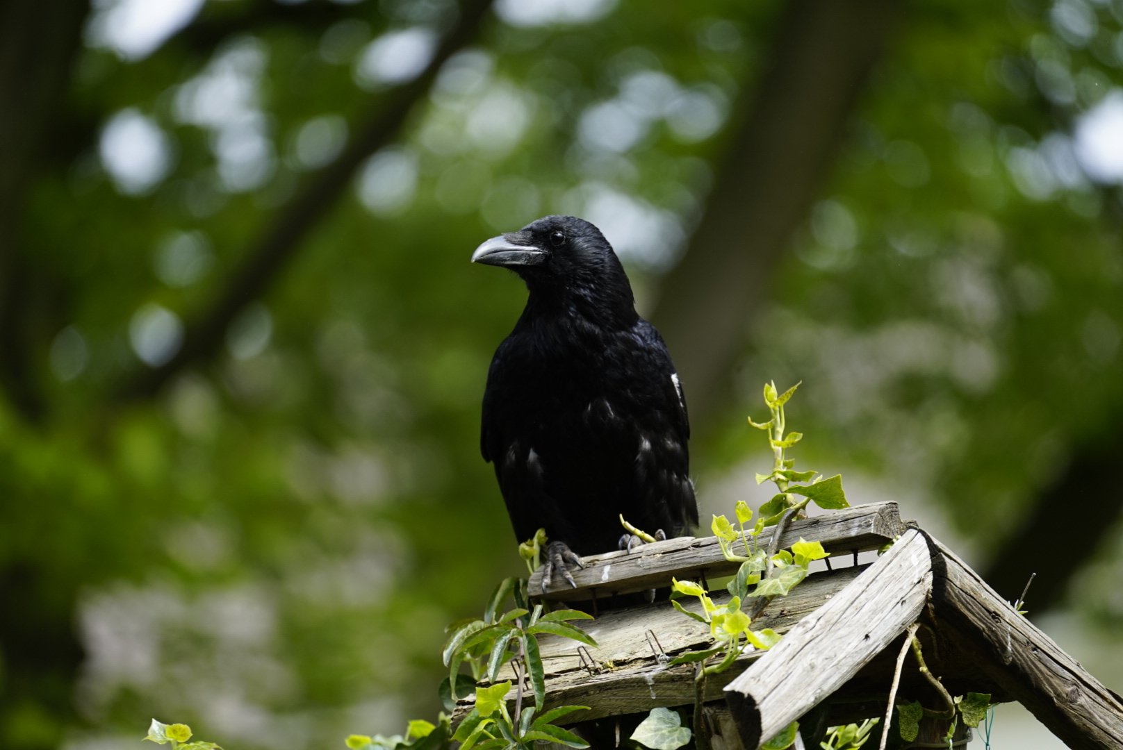 Picture for question