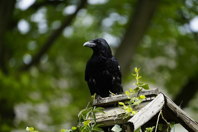 Picture for question