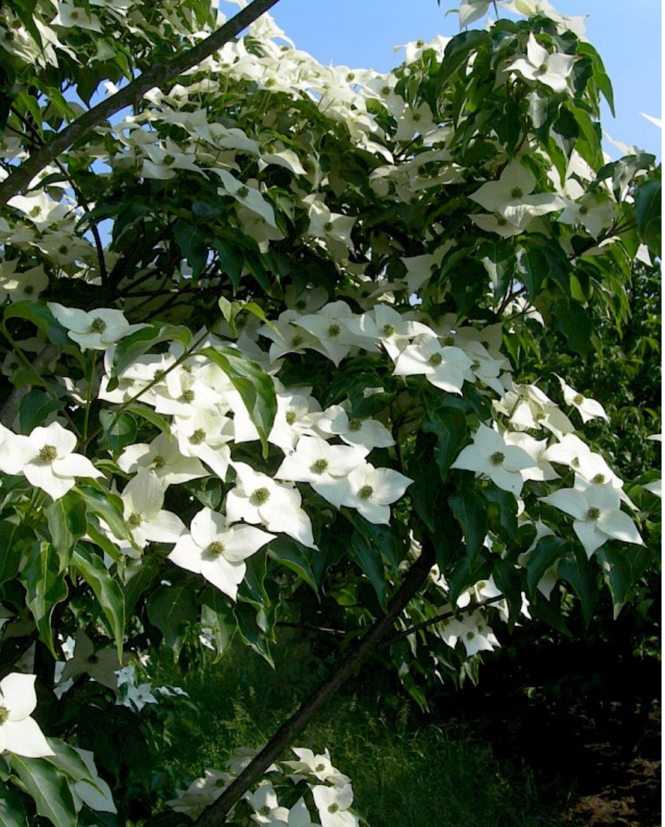 Plaatje bij antwoord