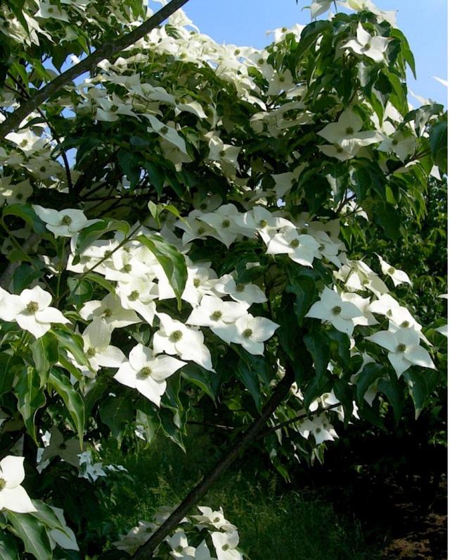 Plaatje bij antwoord