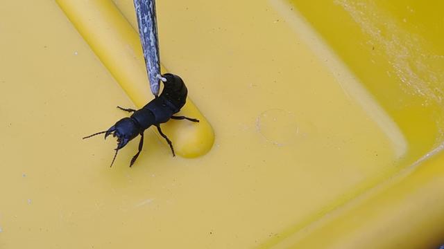 Picture for question