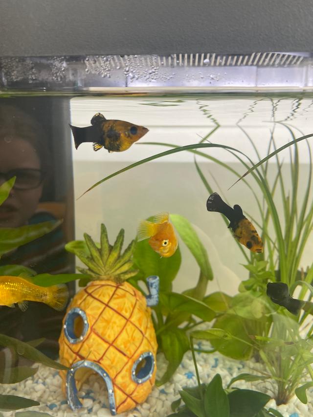 Picture for question