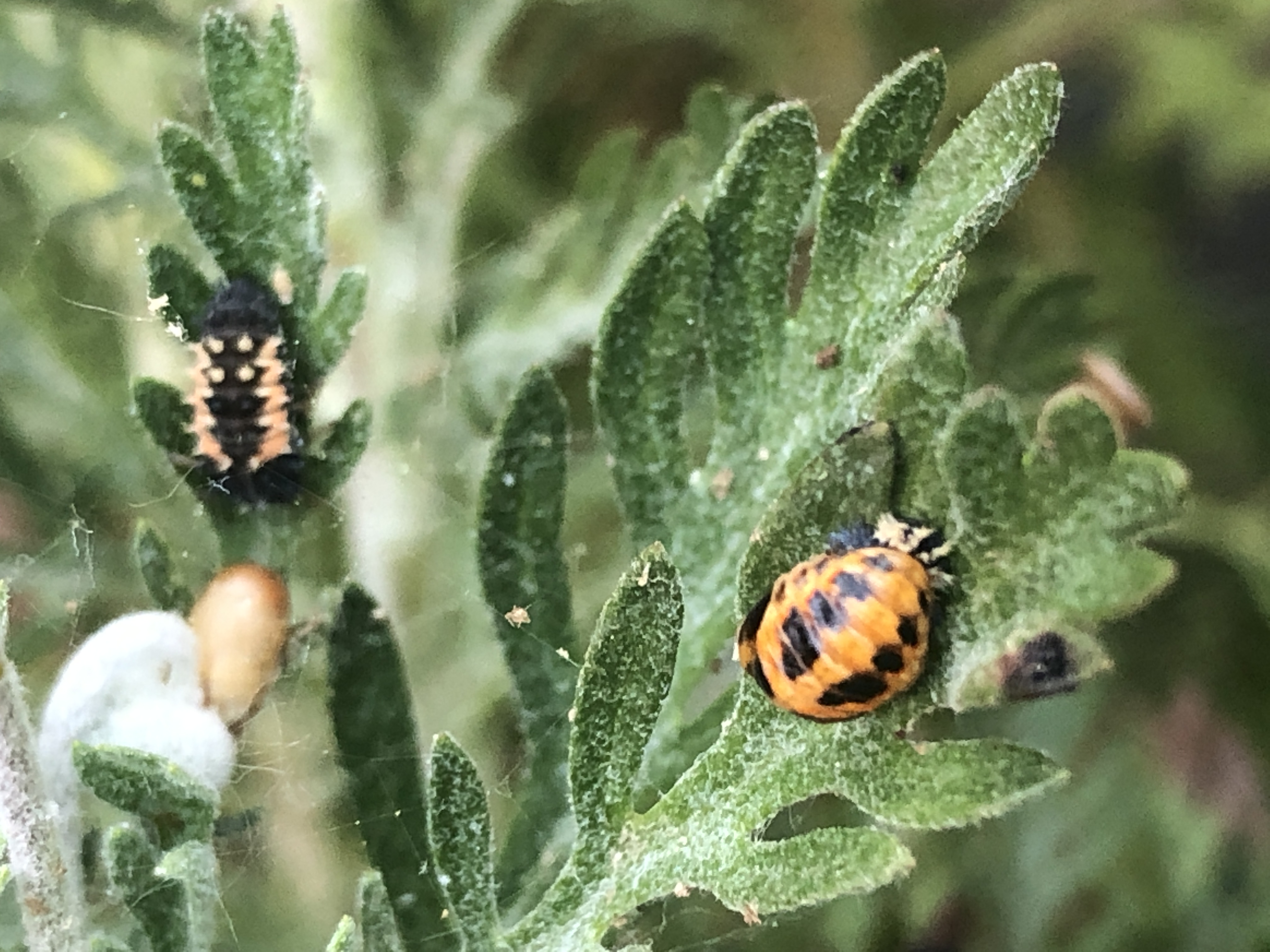 Wat is dit voor insect dat een beetje op een lieveheersbeestje lijkt