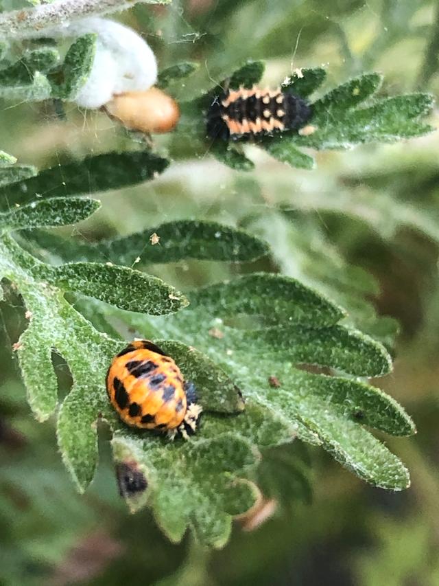 Picture for question