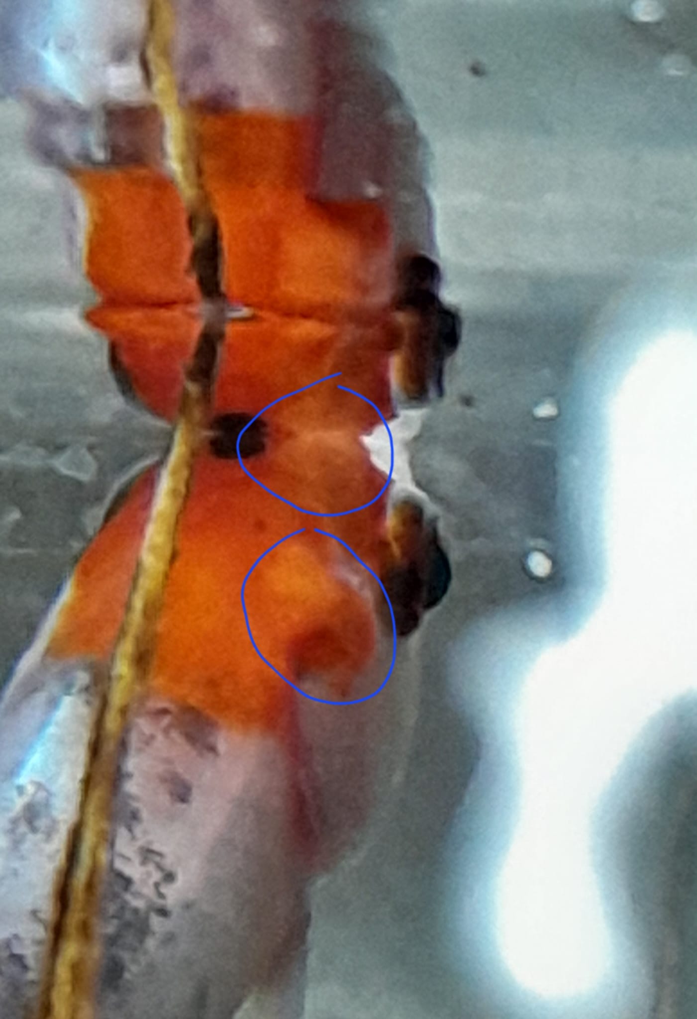 Picture for question