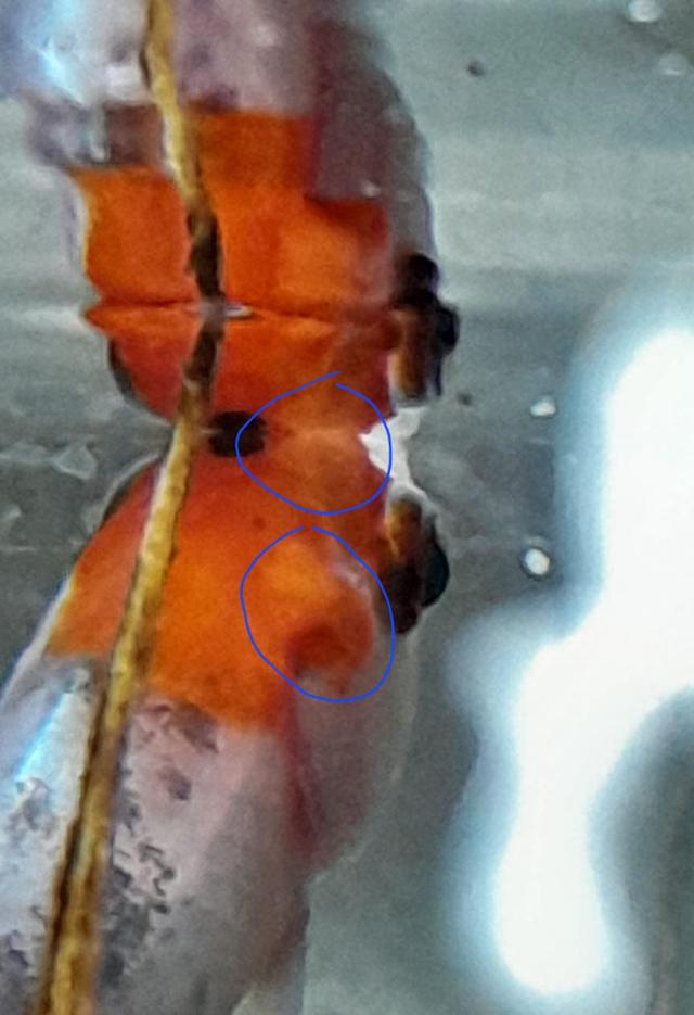 Picture for question