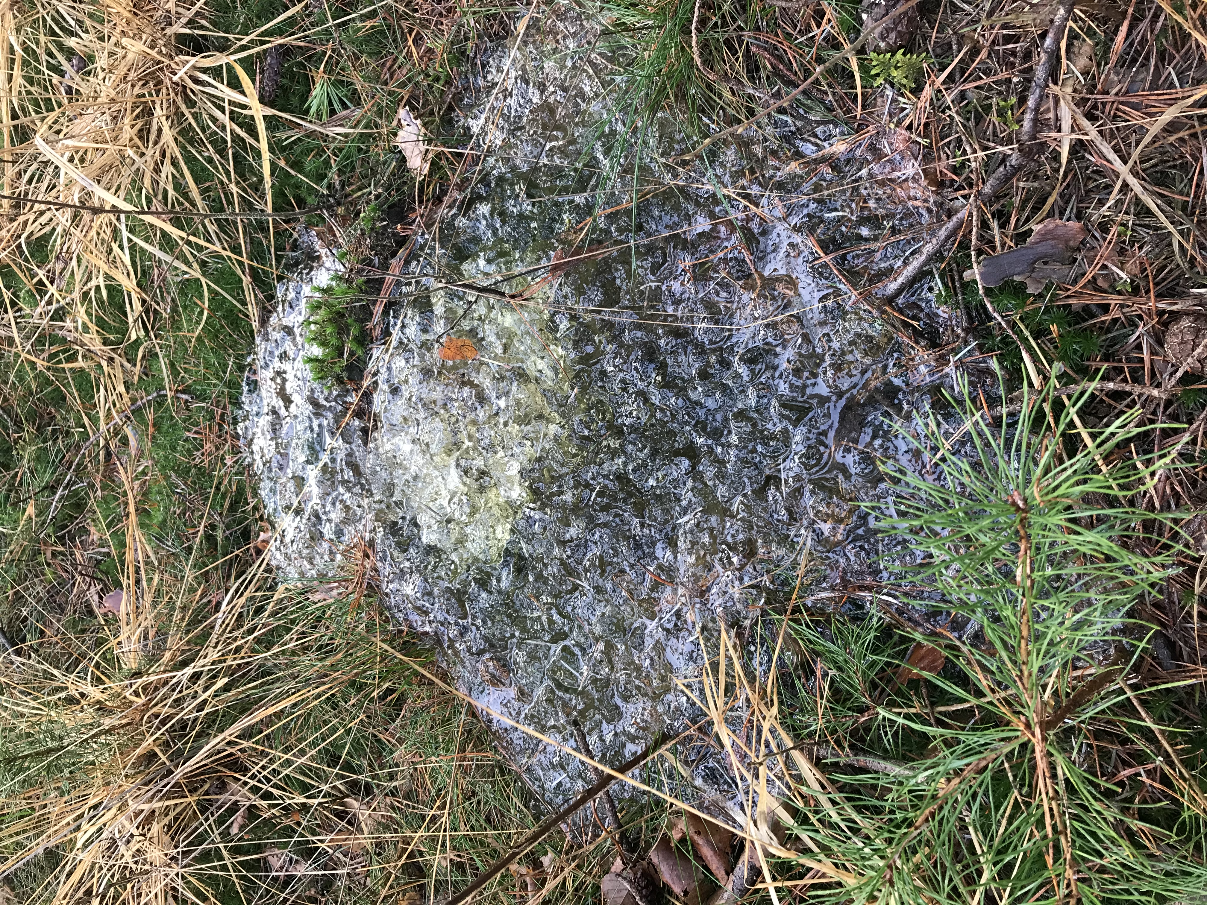 Picture for question