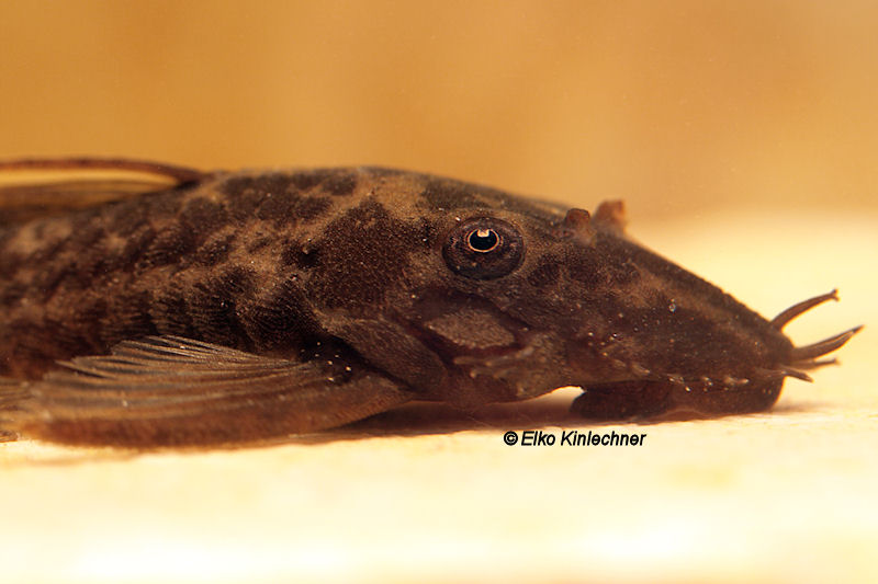 Plaatje bij antwoord