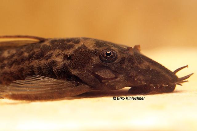 Plaatje bij antwoord