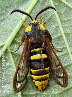 Plaatje bij antwoord