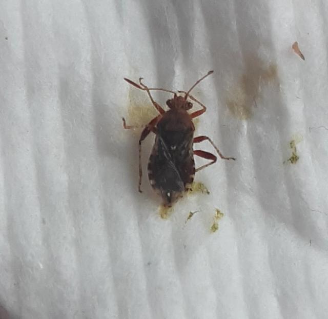 Picture for question