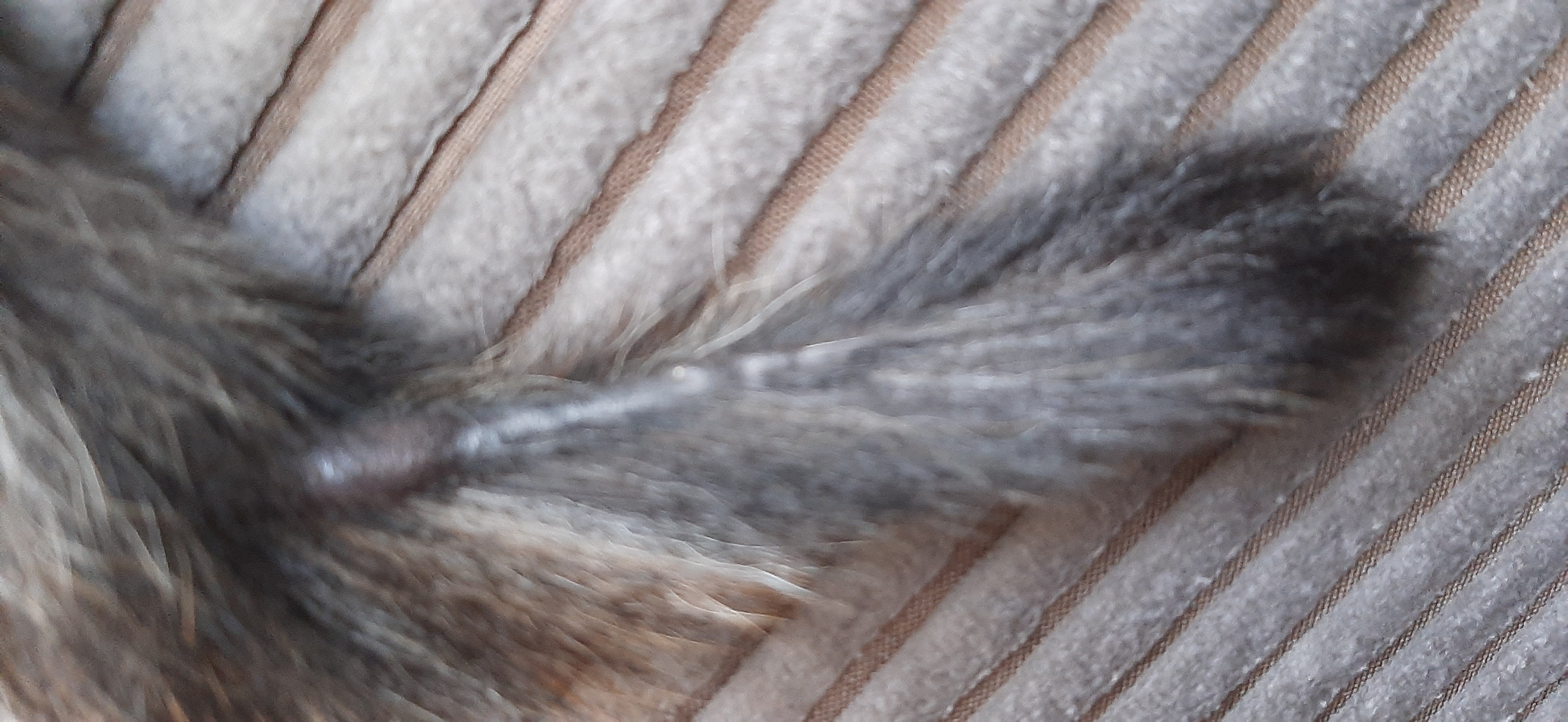 Picture for question