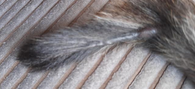 Picture for question