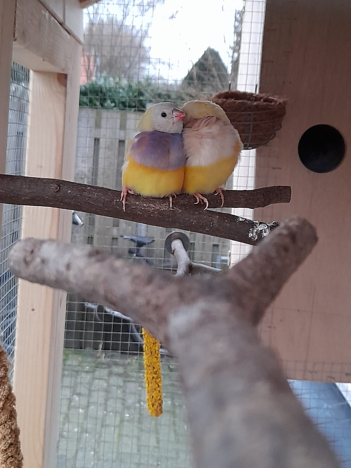 Picture for question