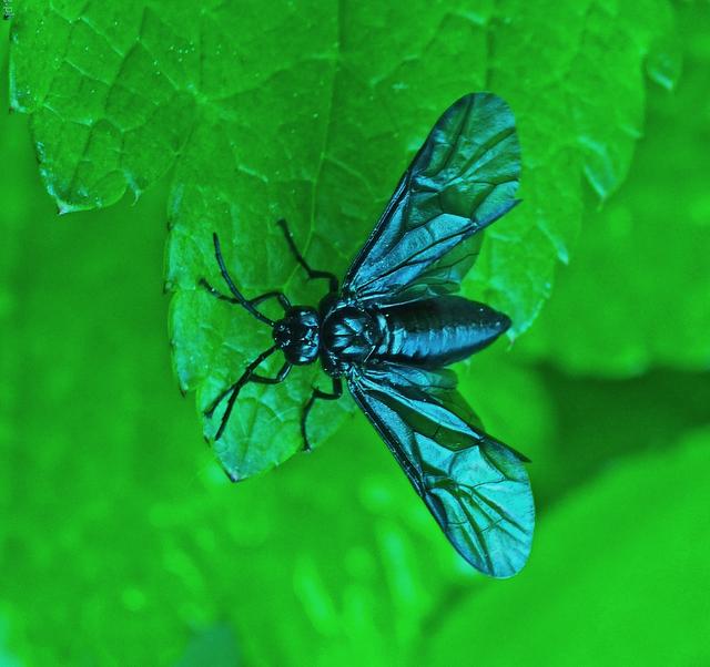 Plaatje bij antwoord