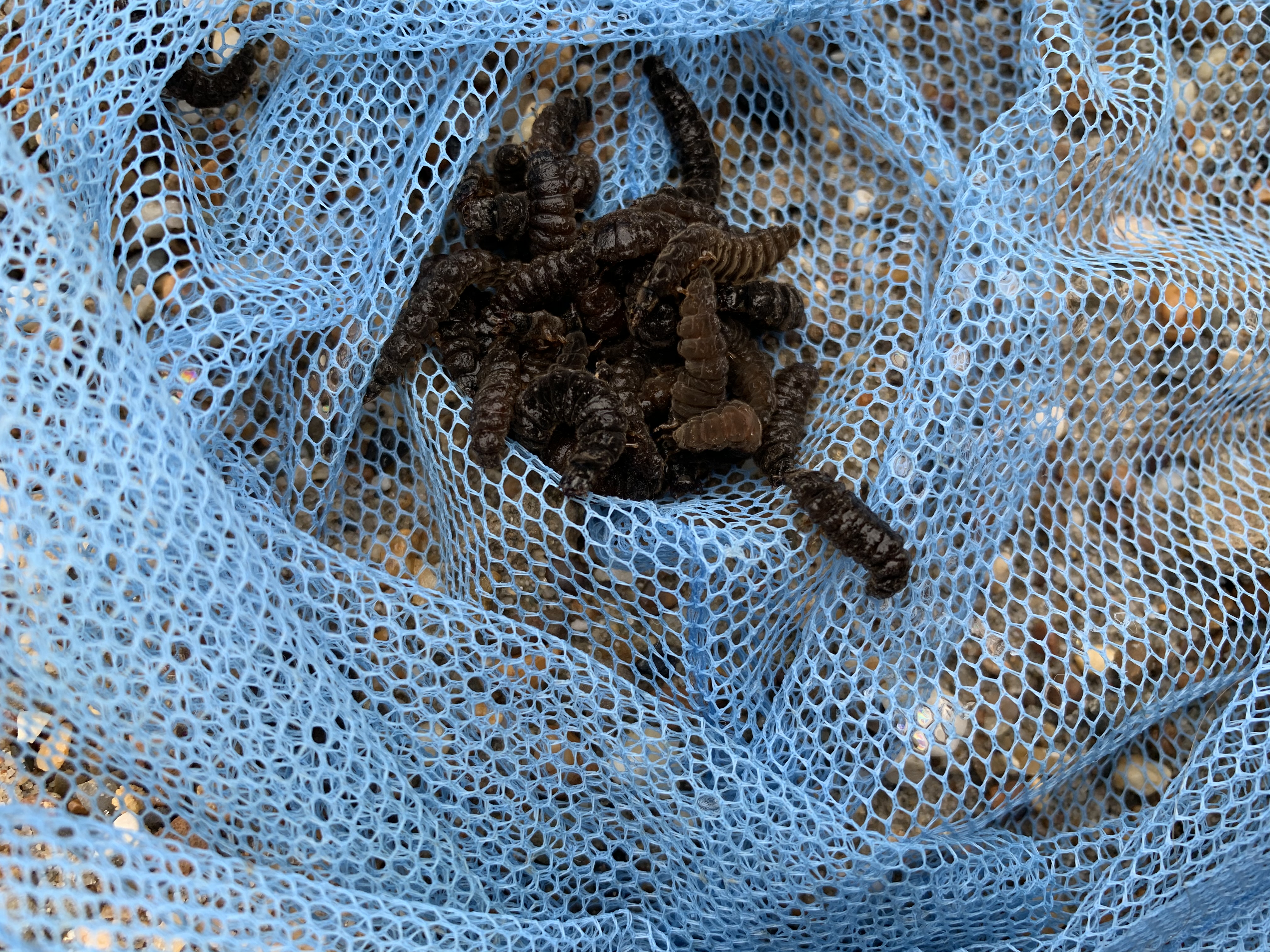 Picture for question