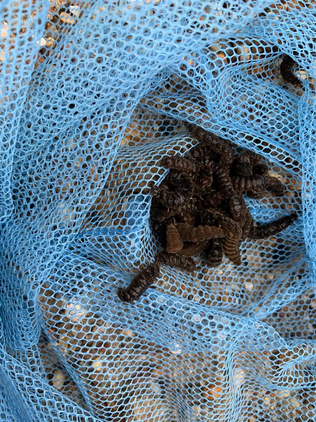 Picture for question