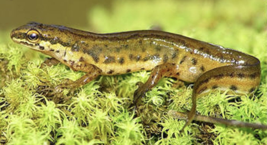 Plaatje bij antwoord