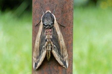 Plaatje bij antwoord