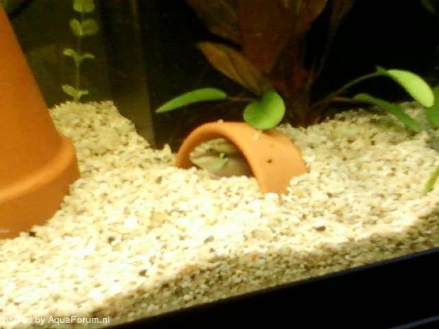 Plaatje bij antwoord