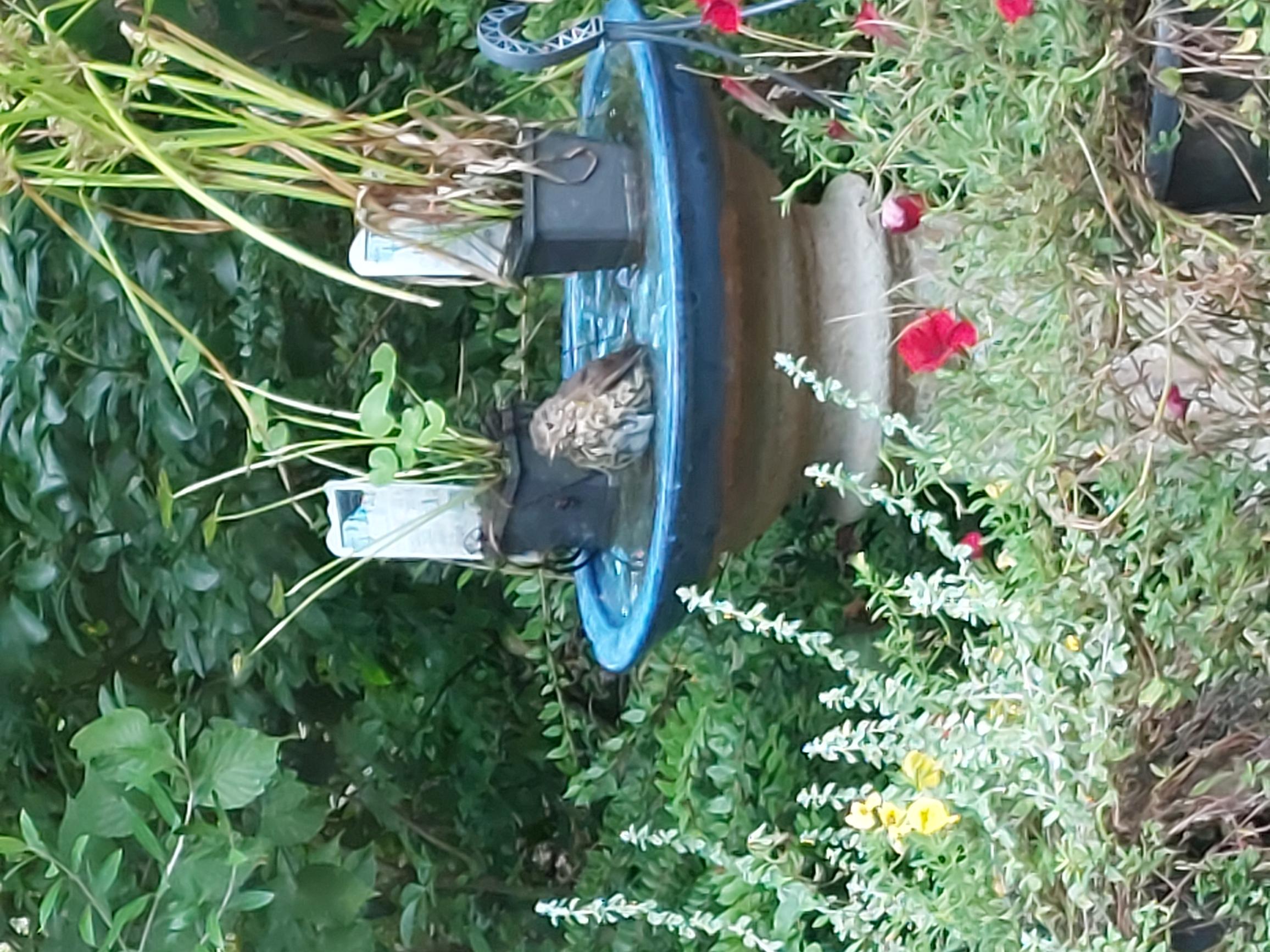 Picture for question