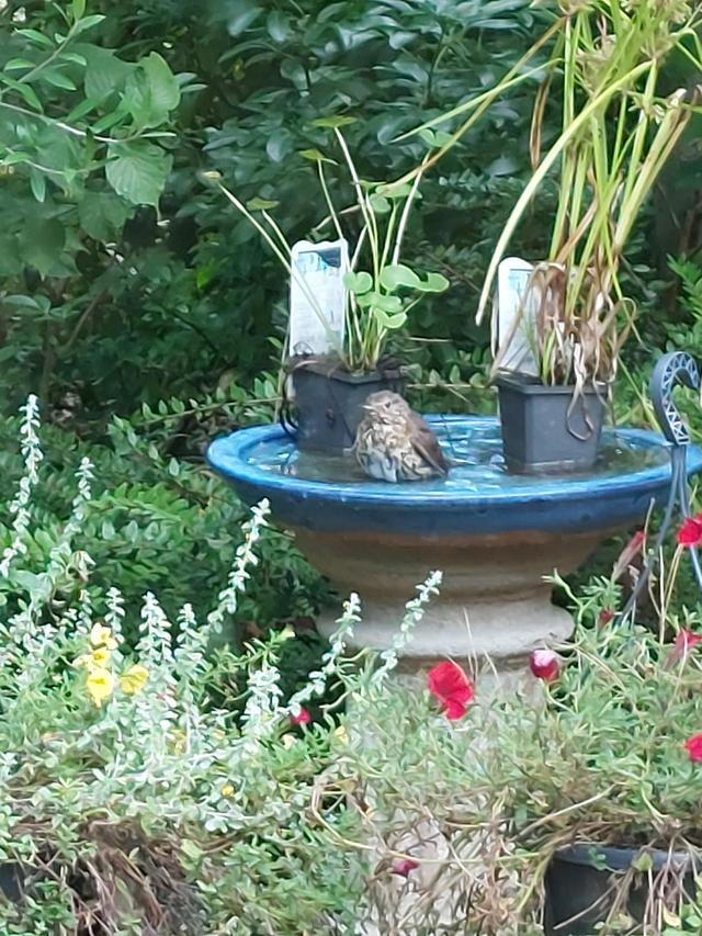 Picture for question