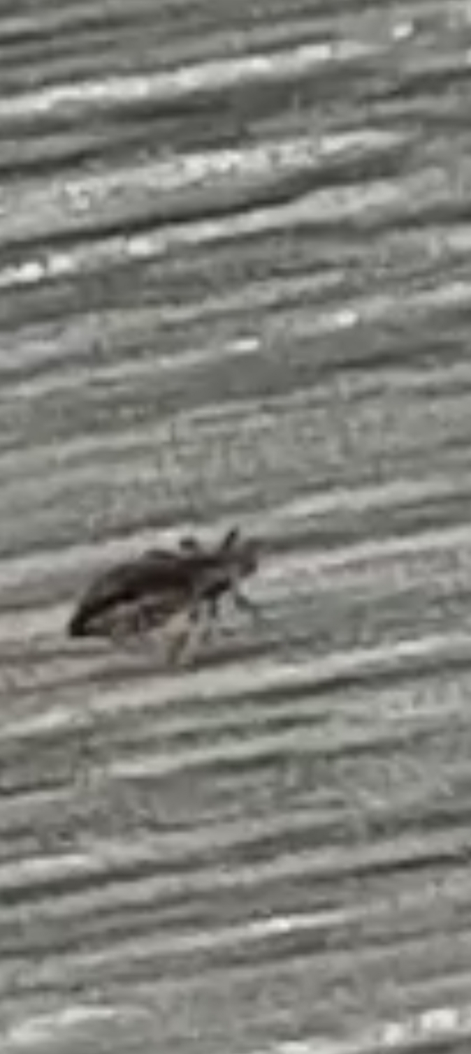 Picture for question