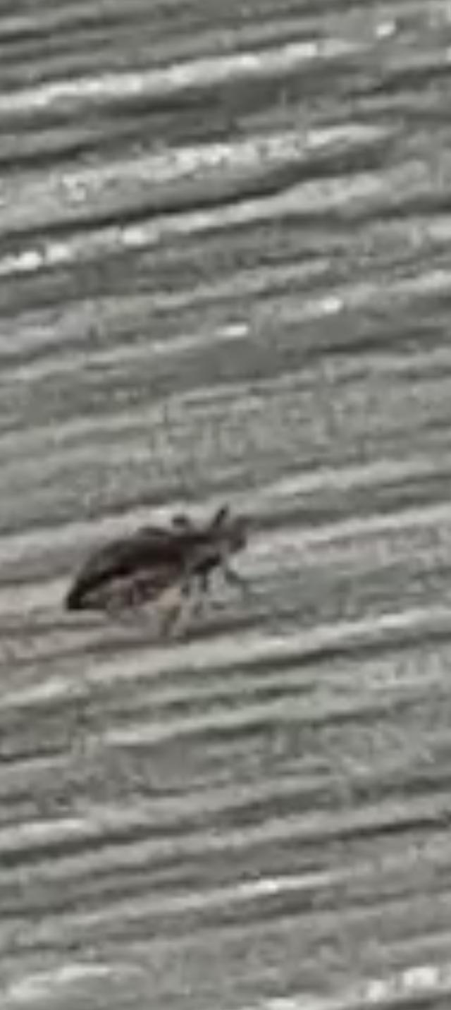 Picture for question