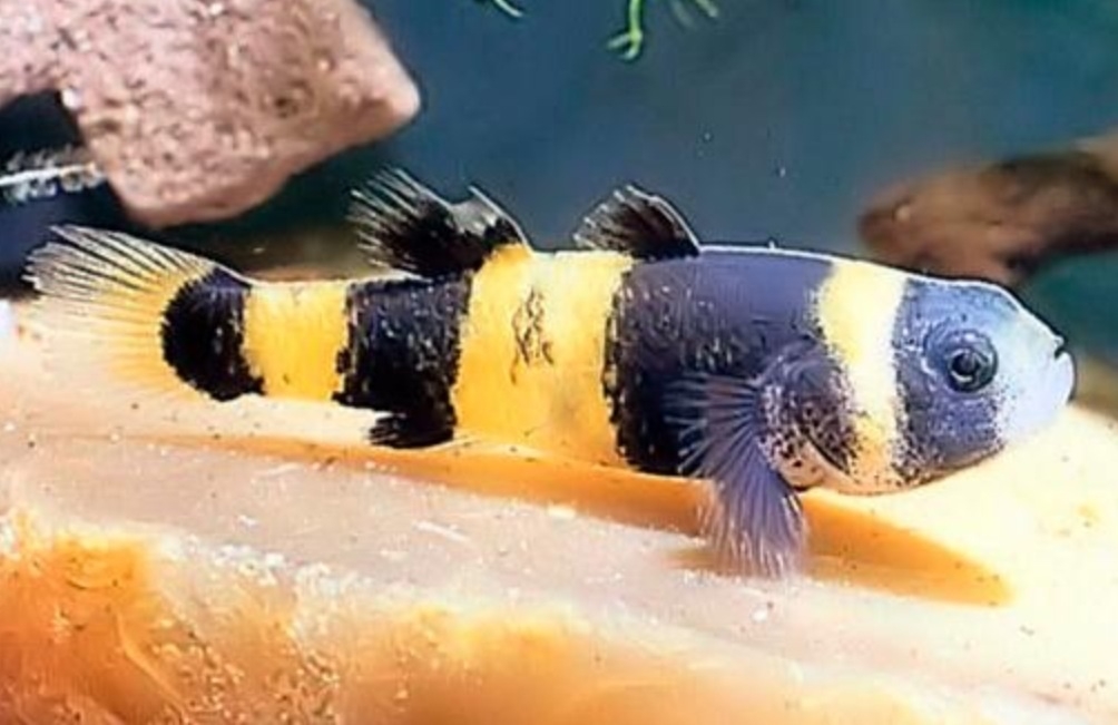 Plaatje bij antwoord