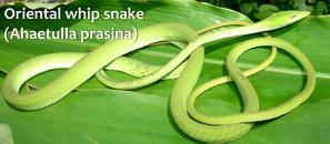 Plaatje bij antwoord