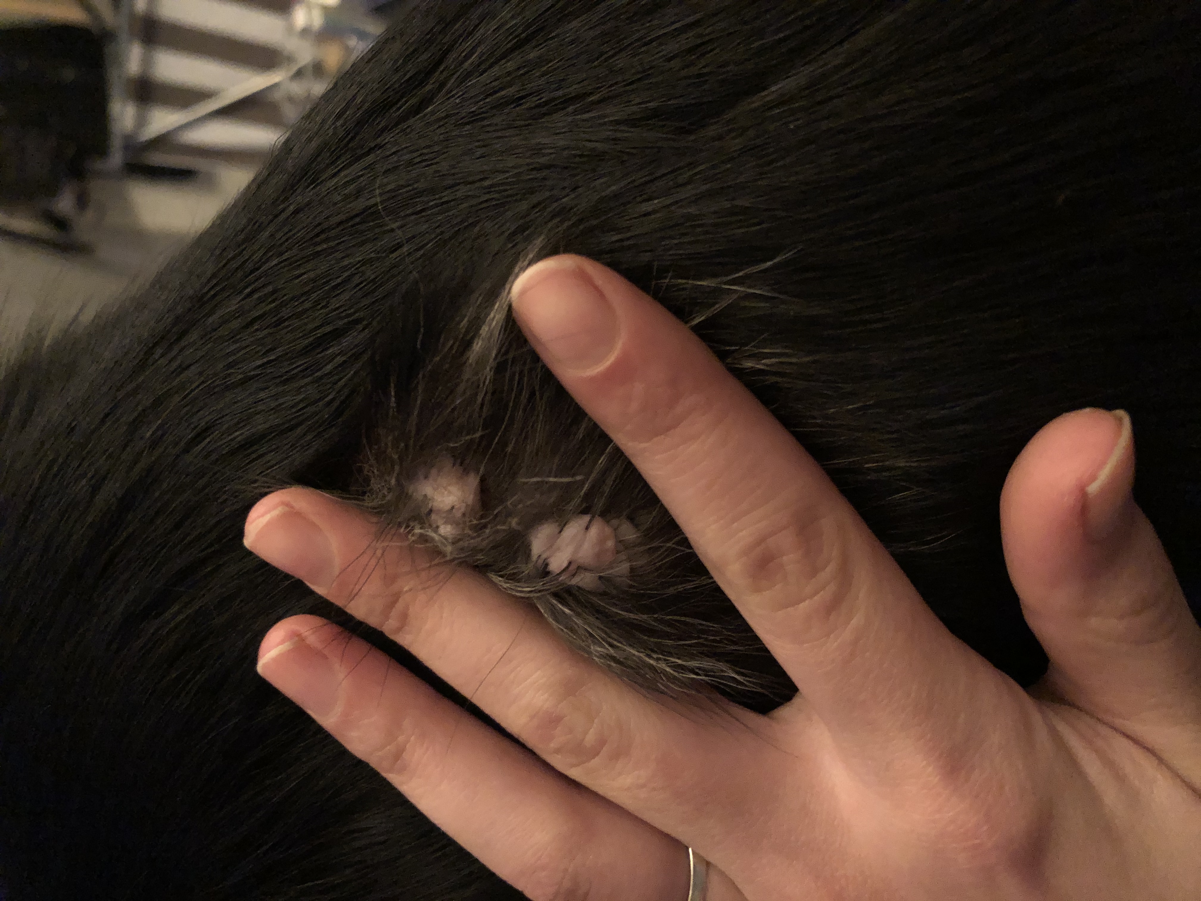 Picture for question