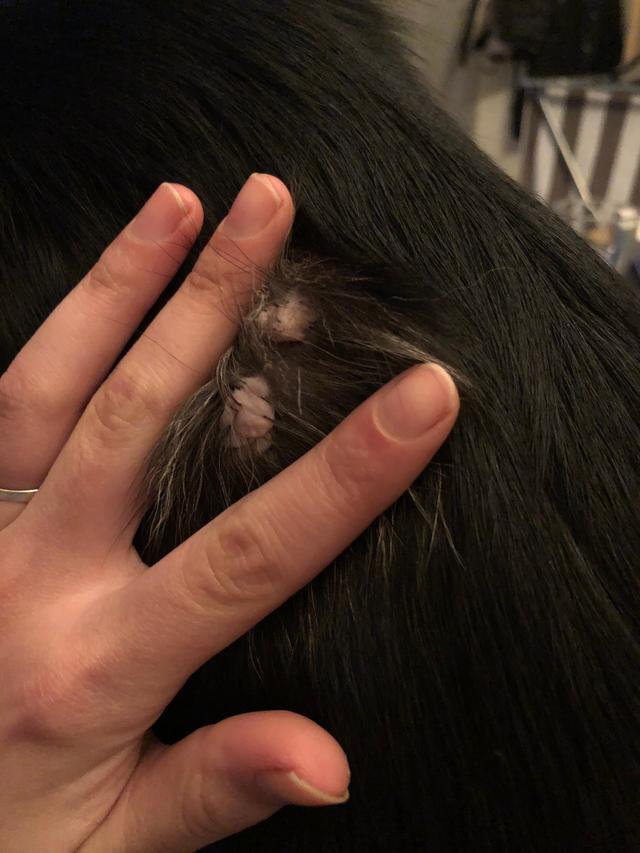 Picture for question