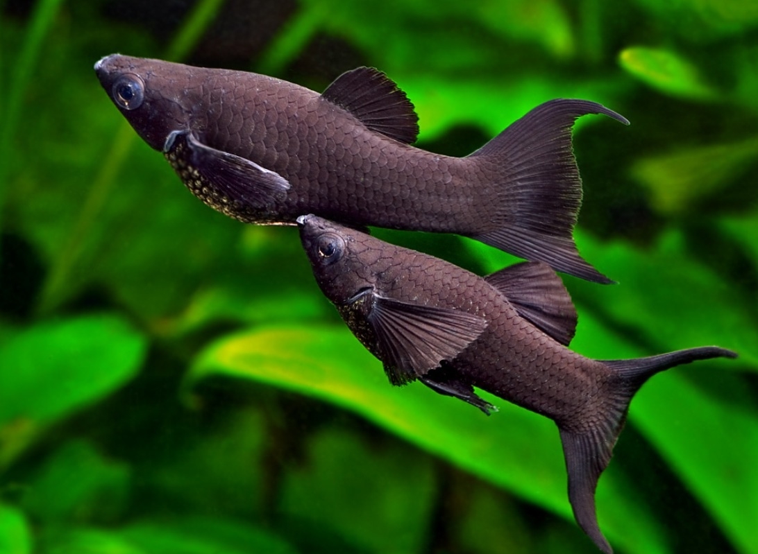 Plaatje bij antwoord