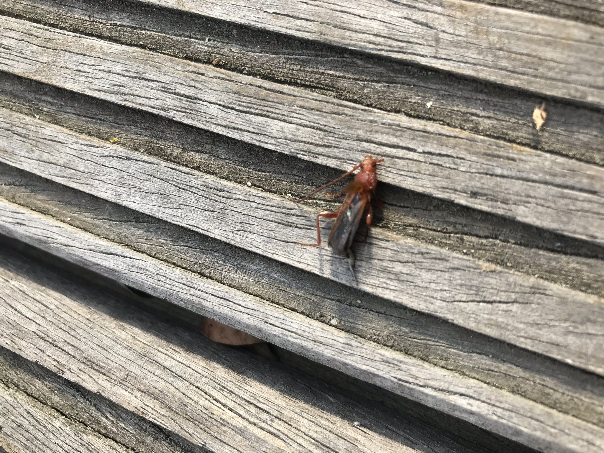 Picture for question