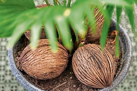 Plaatje bij antwoord