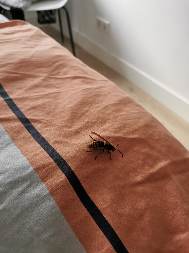 Picture for question