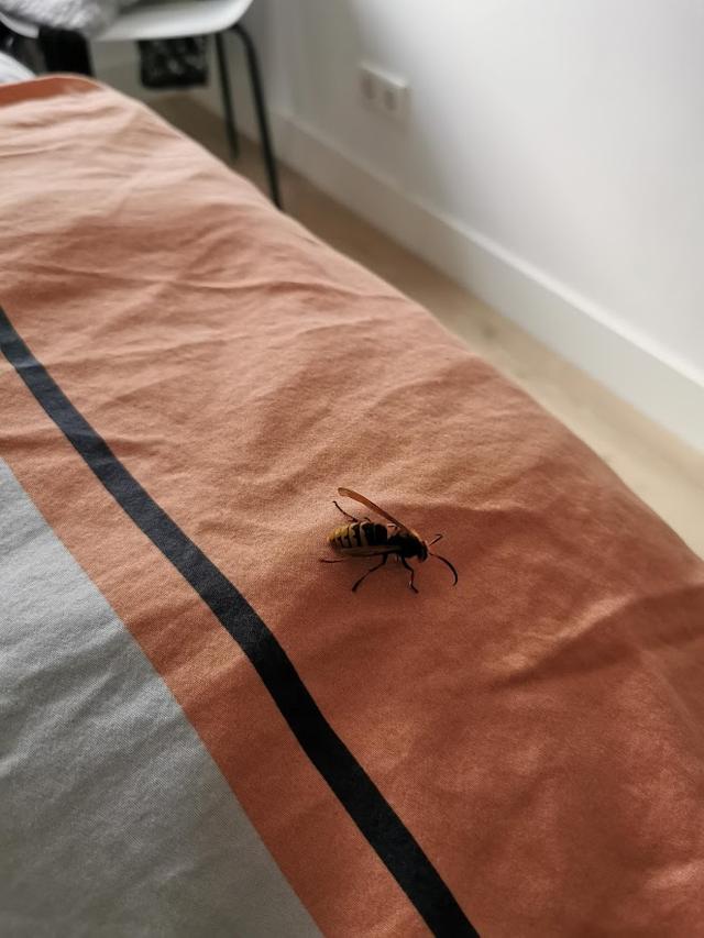 Picture for question