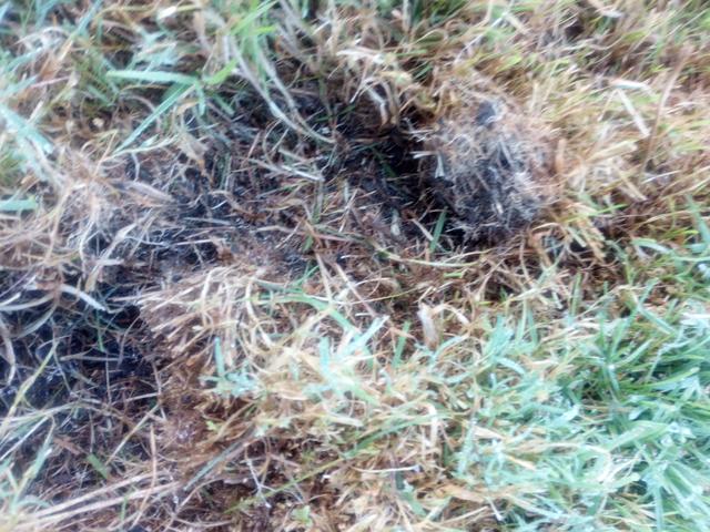 Picture for question