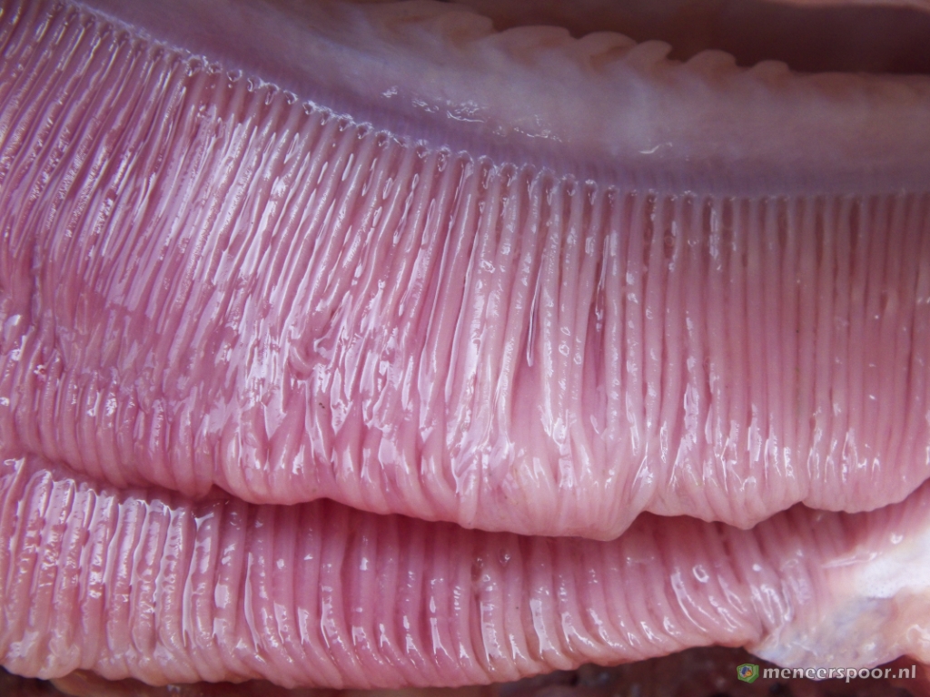 Plaatje bij antwoord