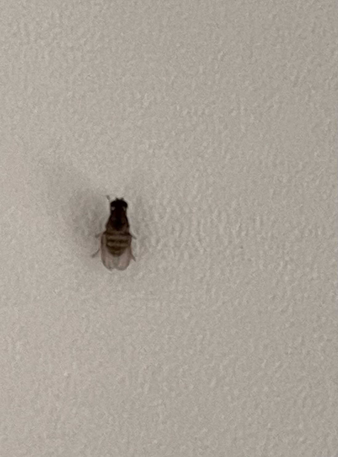 kleine zwarte vliegjes plaag