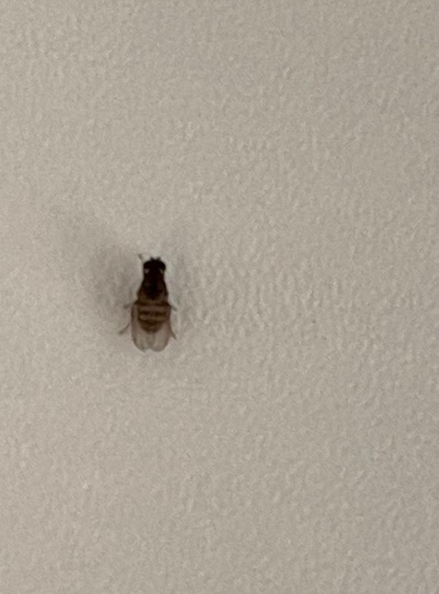 Picture for question