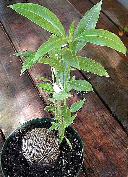 Plaatje bij antwoord