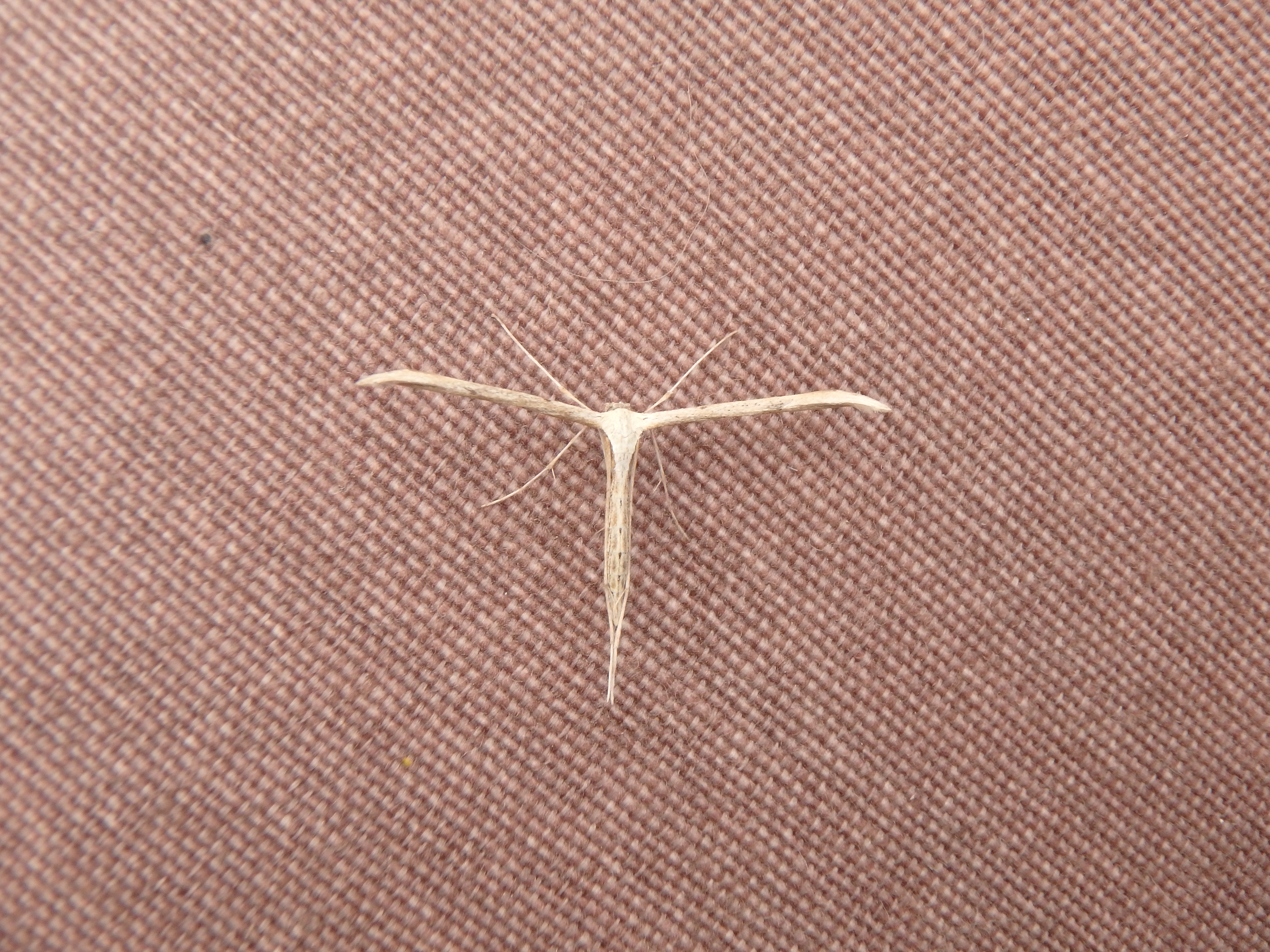 Picture for question