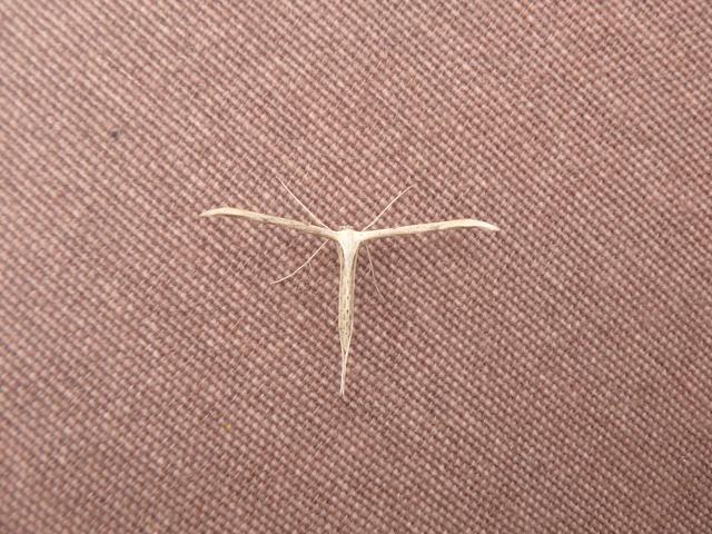 Picture for question