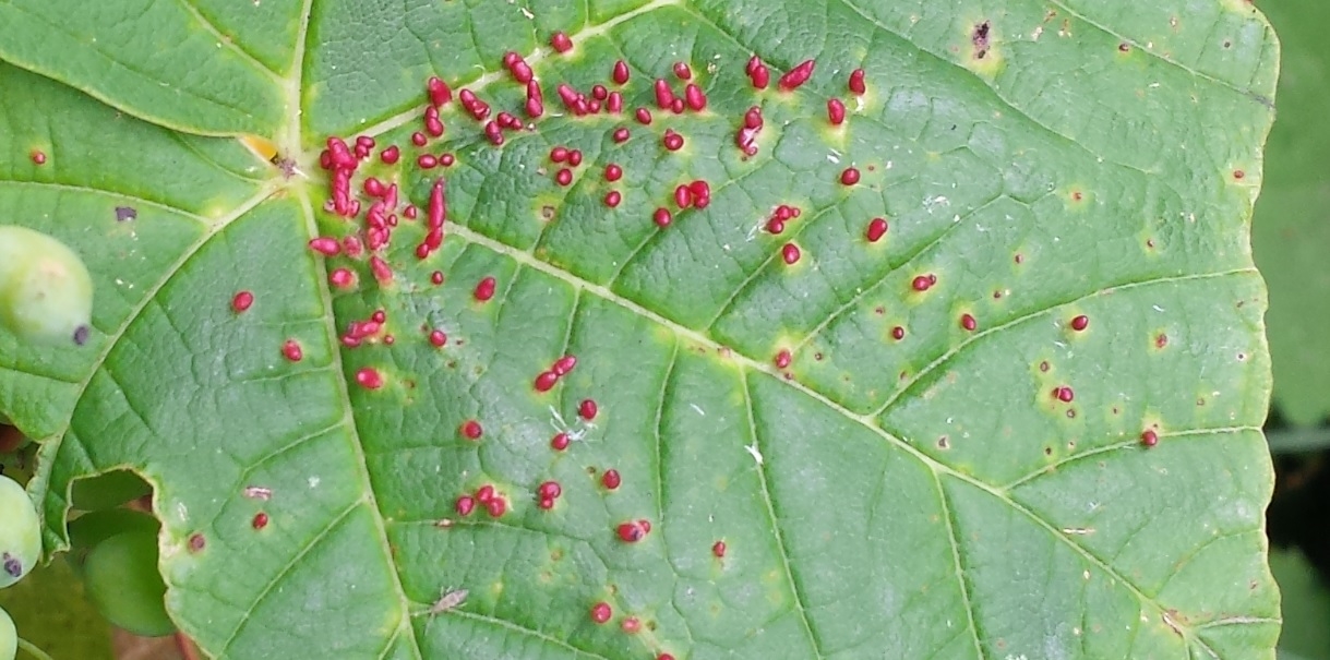 Picture for question