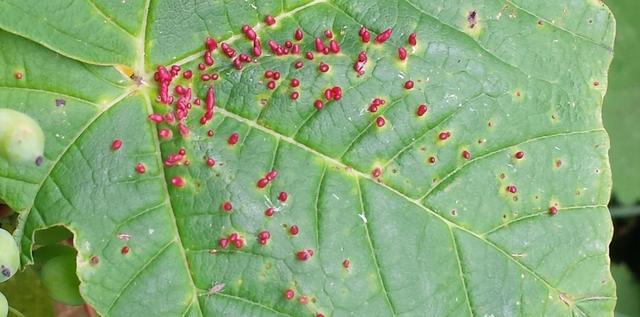 Picture for question