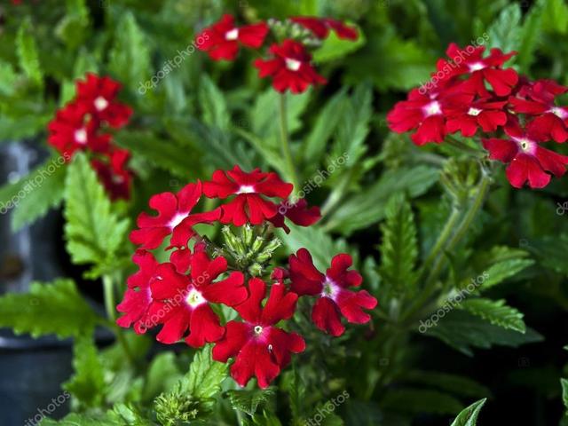 Plaatje bij antwoord