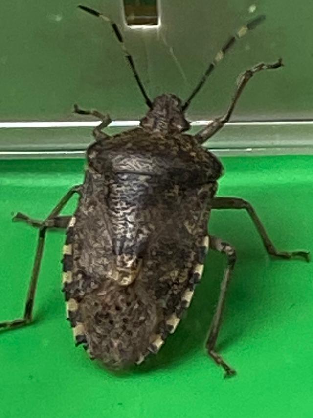 Picture for question